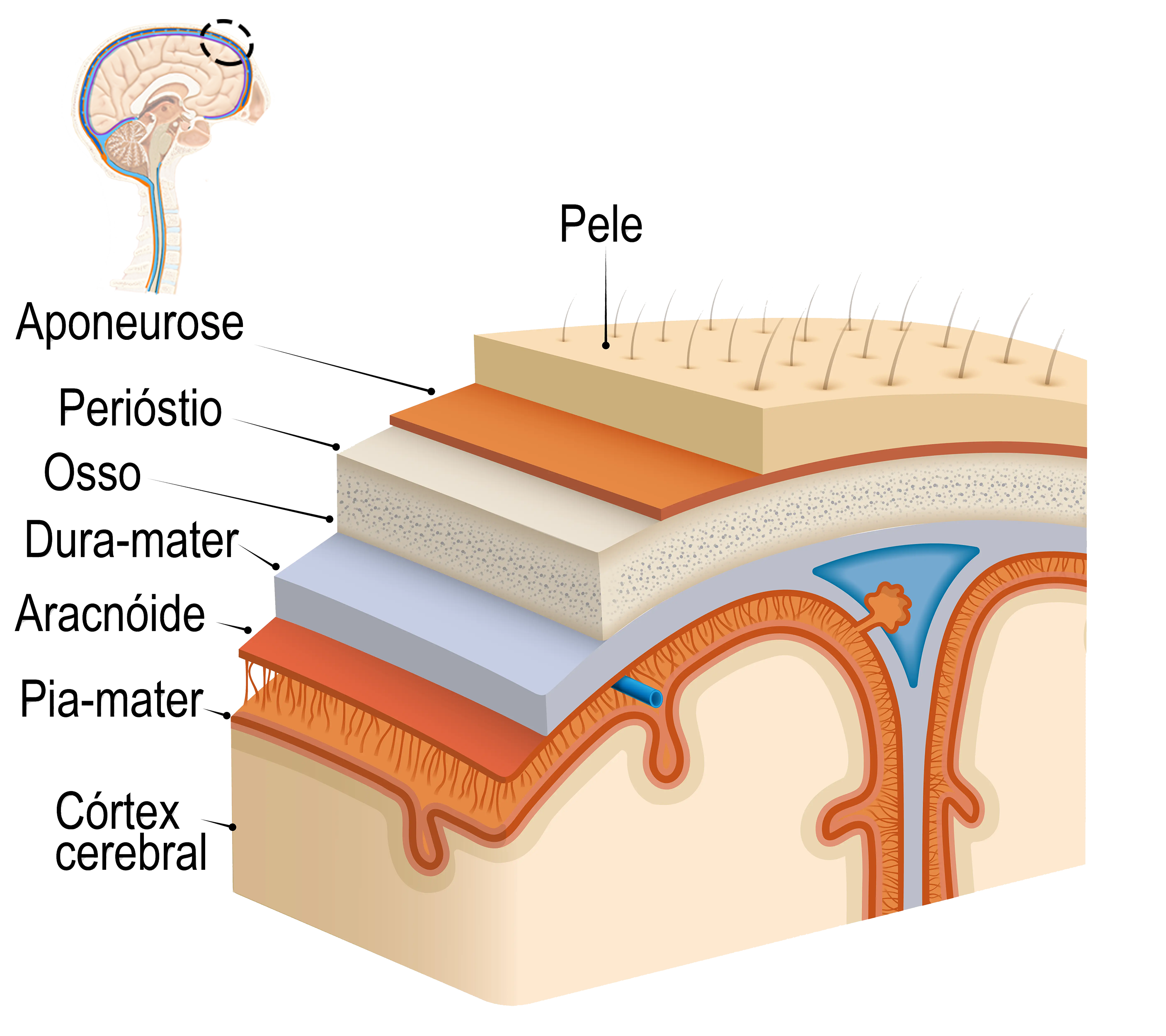 anatomia dos meninges